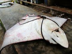 -尼甘布海鲜市场