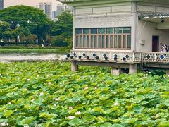 -荔湾湖公园