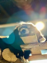 -Zoolung Zoolung动物主题公园(海信广场店)