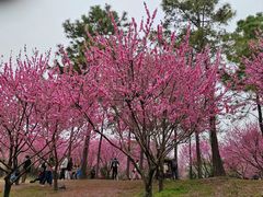-无锡蠡湖国家湿地公园-蠡园