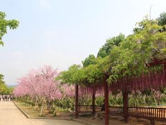 -天适樱花悠乐园