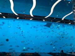-瑞德姆美人鱼海底演艺主题餐厅(亚龙湾店)