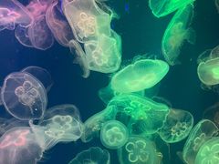 -成都浩海立方海洋公园