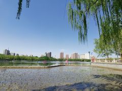 -莲花池公园