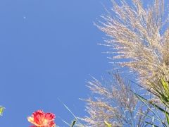 -鹤之洲湿地公园