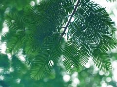 -国家植物园