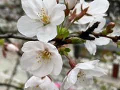 -高东镇樱花园