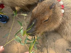 -西霞口神雕山野生动物世界