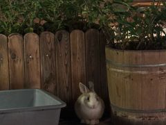 -毛辣果·酸(OHA复兴西路店)