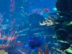 -迪拜帆船酒店海底餐厅