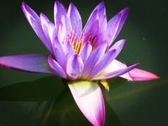 -国家植物园南园