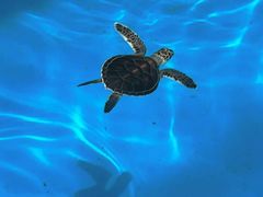 -海合安成都极地海洋公园