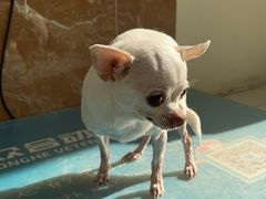 -美联众合动物医院·24h京西诊疗中心