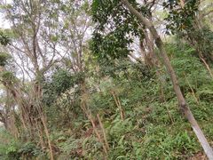 -燕晗山郊野公园