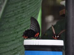 -蝴蝶山庄(Taman Rama-rama & Reptilia Melaka)