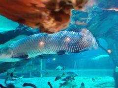 -华夏文旅海洋公园