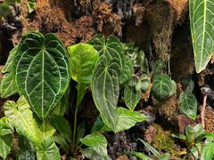 -自由生长植物工作室(深港花卉中心店)
