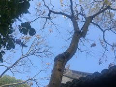 -秋霞圃