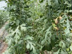 -庞各庄翠芳园西瓜蔬菜基地采摘园