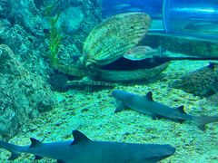 -芜湖新华联大白鲸海洋公园