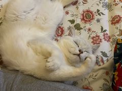 -瑞派宠物医院·犬猫全科·猫友好(宾水西道店)