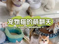 -糯米喵星人总部直营旗舰店·猫舍·幼猫出售