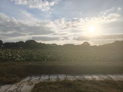 -嘉北郊野公园