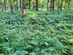 -黄海国家森林公园