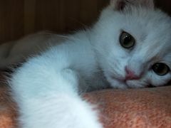 -Heymao猫咖.咖啡厅(东门店)
