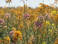 -中国天府农业博览园