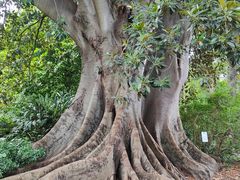 -墨尔本皇家植物园