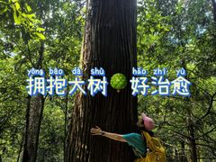 -天目山大树王景区