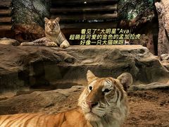 -清迈夜间动物园
