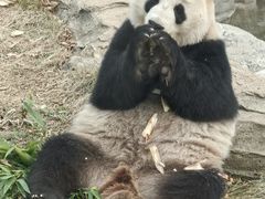 -武汉动物园