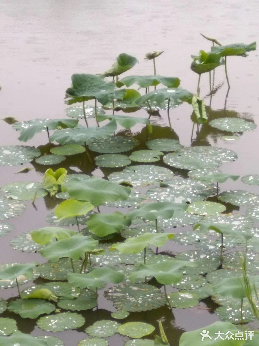 要说最喜欢的成都附近的湿地公园非ta莫属