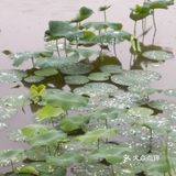 要说最喜欢的成都附近的湿地公园非ta莫属