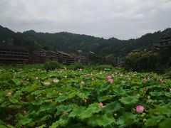 -程阳八寨景区