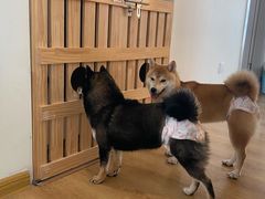 -柴犬小屋·柴餐厅·狗咖食堂(金鼎广场店)