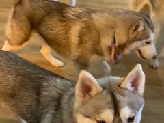 -Husky Go! 哈士奇体验馆·宠物咖啡厅狗咖