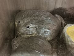 -酷以爬仙阁实体爬宠店·守宫·蜥蜴·专业繁育