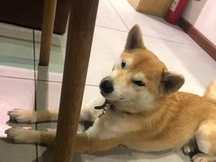 -柴务处·柴犬主题狗咖