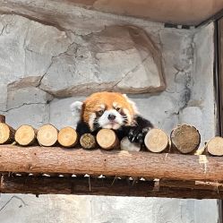 -Zoolung Zoolung动物主题公园(海信广场店)