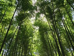-树山生态村