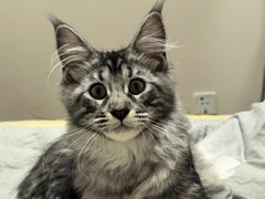 -欣宠猫屋·矮脚拿破仑·蓝金金渐层