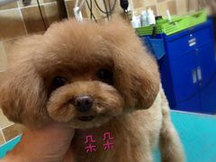 -我爱吾宠宠物美容院(朝阳路店)