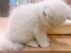 -BABIT巴比特宠物(MOMOPARK店)