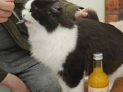 -共舞时光猫咖·狗咖(新街口店)