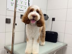 -帕帕拉兹宠物(亚洲旗舰店)