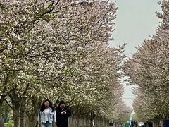 -天王浮山樱花园