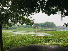 -荷塘月色湿地公园·向阳花洲